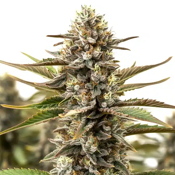 RS11 x Cereal Milk (Blimburn Seeds) – offizielles Produktbild