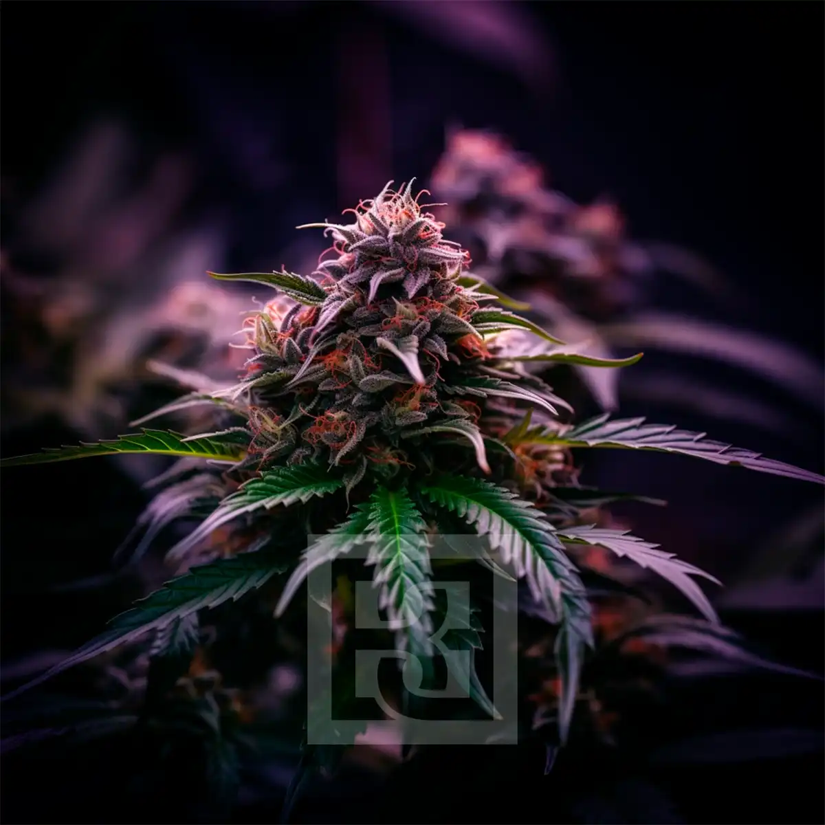 RS11 x Gushers (Blimburn Seeds) – Produktbild des Herstellers