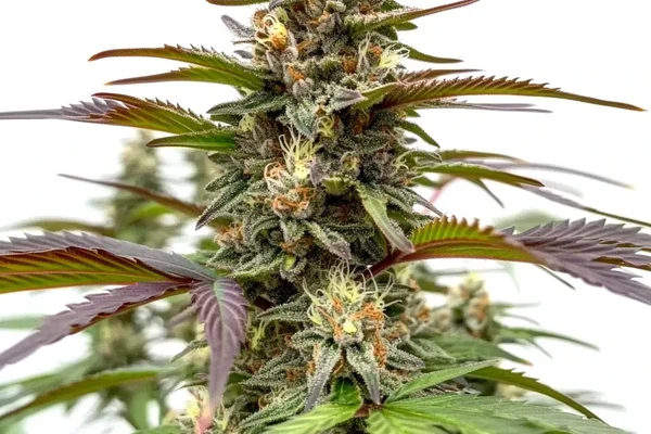 Rainbow (Blimburn Seeds) – offizielles Produktbild