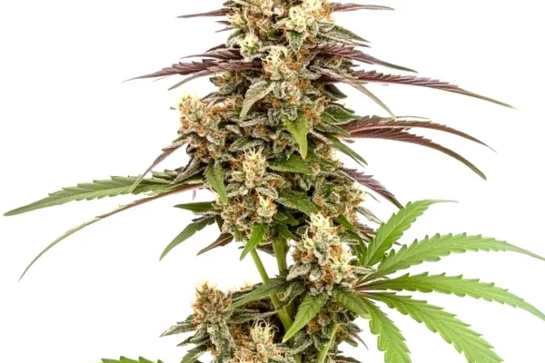 Rainbow Chip F2 Regular (Blimburn Seeds) – offizielles Produktbild