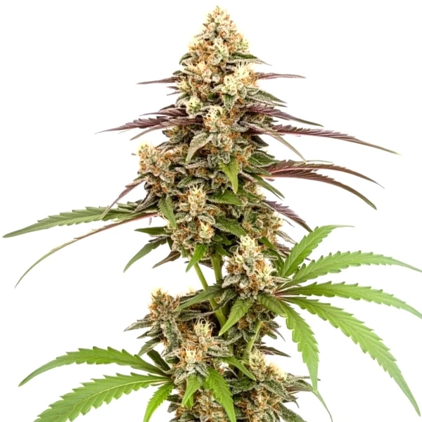 Rainbow Chip F2 Regular (Blimburn Seeds) – offizielles Produktbild