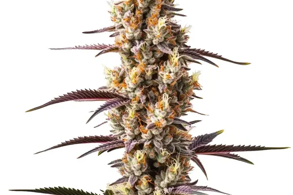 Rainbow Kush (Blimburn Seeds) – offizielles Produktbild