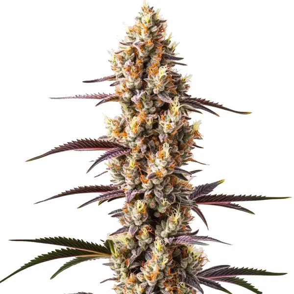 Rainbow Kush (Blimburn Seeds) – offizielles Produktbild