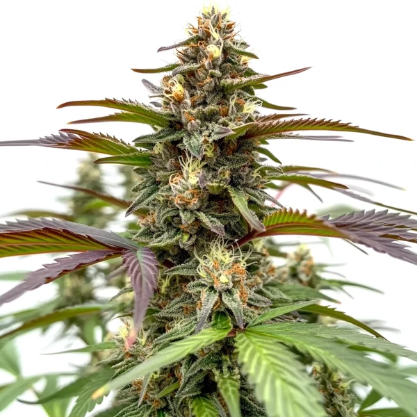 Rainbow (Blimburn Seeds) – offizielles Produktbild