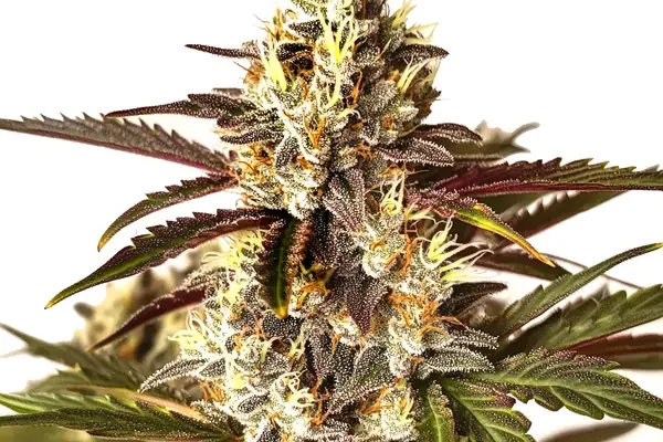 Red Dragon (Blimburn Seeds) – offizielles Produktbild