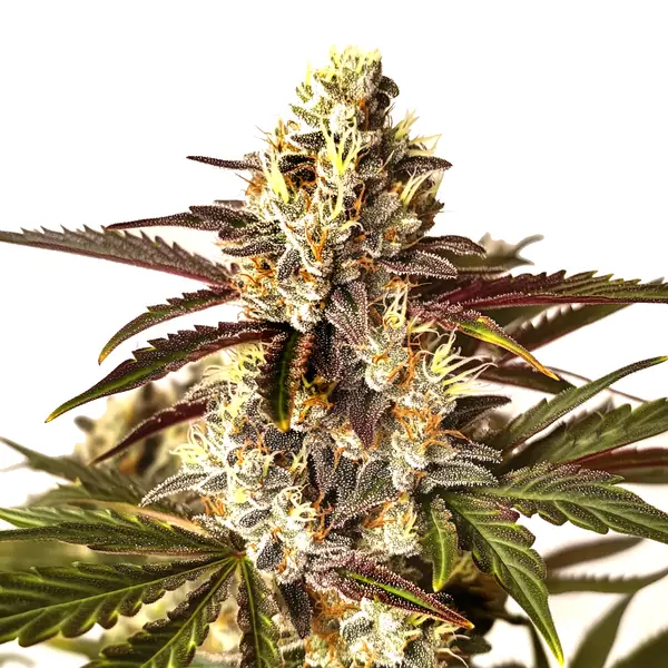 Red Dragon (Blimburn Seeds) – offizielles Produktbild