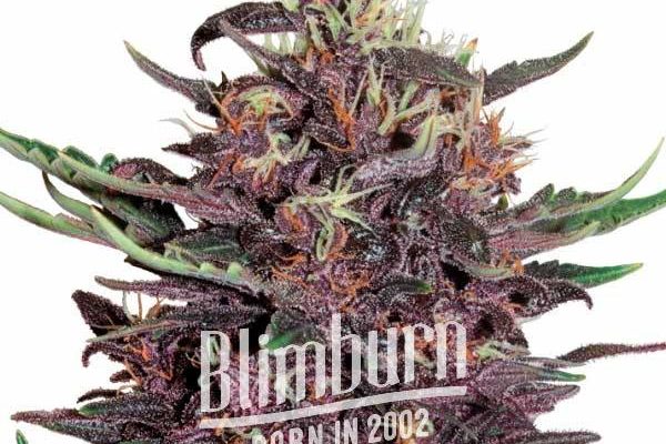 Red Poison Auto (Blimburn Seeds) – offizielles Produktbild