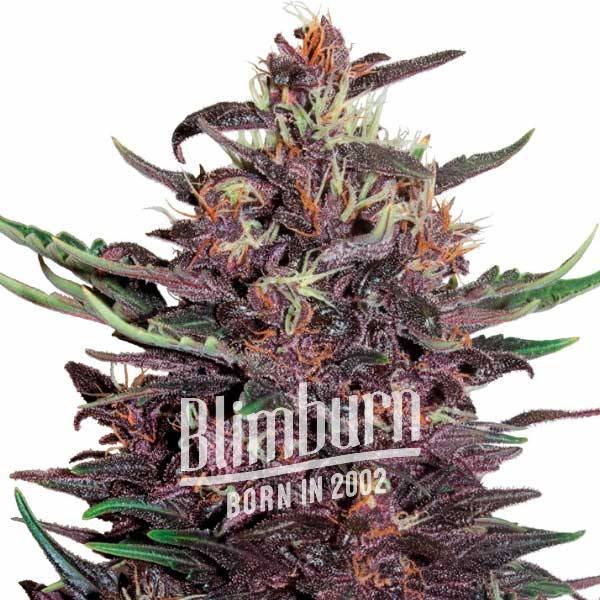 Red Poison Auto (Blimburn Seeds) – offizielles Produktbild