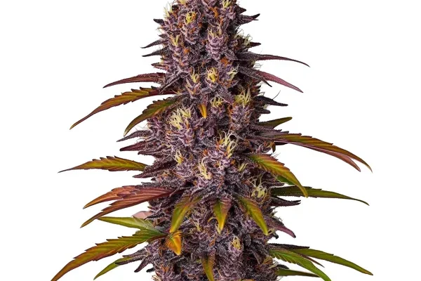 Red Skunk Kush Auto (Blimburn Seeds) – offizielles Produktbild