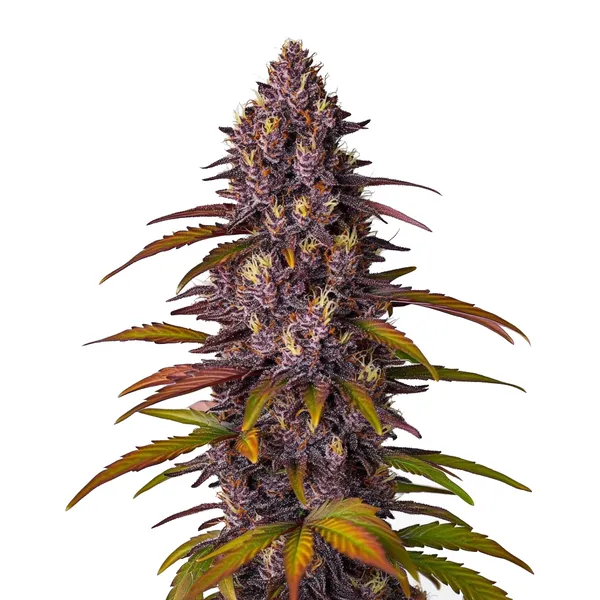 Red Skunk Kush Auto (Blimburn Seeds) – offizielles Produktbild