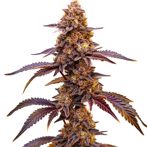 Red Skunk Kush (Blimburn Seeds) – offizielles Produktbild