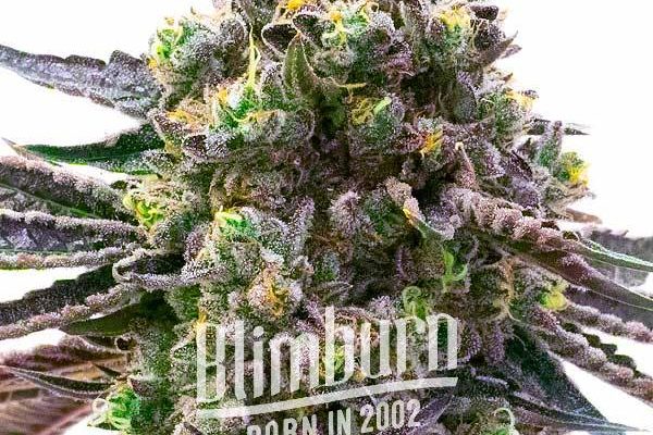 Red Strawberry Banana Auto (Blimburn Seeds) – offizielles Produktbild