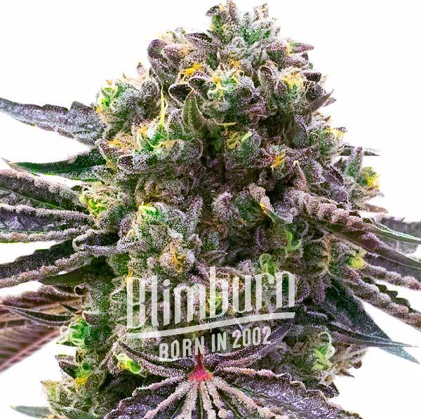 Red Strawberry Banana Auto (Blimburn Seeds) – offizielles Produktbild