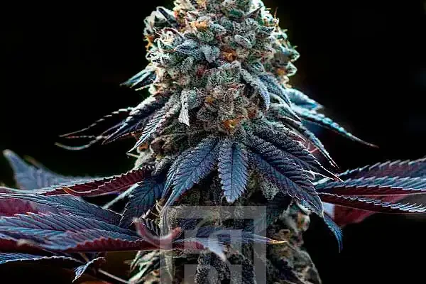 Ricky Bobby (Blimburn Seeds) – offizielles Produktbild