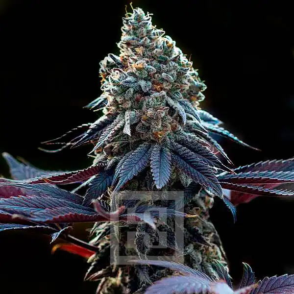 Ricky Bobby (Blimburn Seeds) – offizielles Produktbild