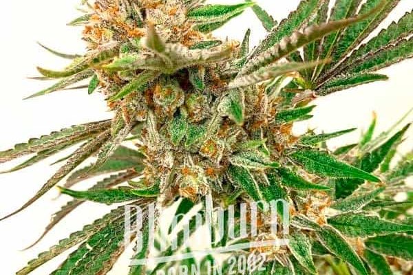 Rock Fruit Schnellversion (Blimburn Seeds) – offizielles Produktbild