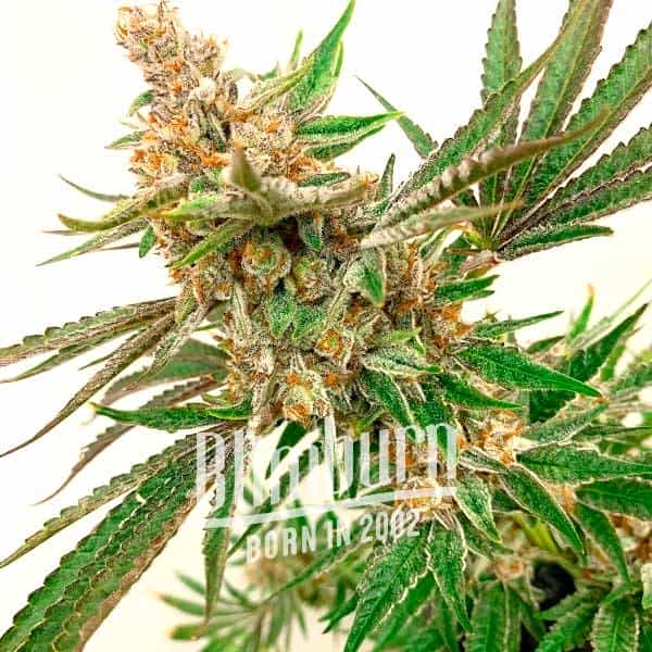 Rock Fruit Schnellversion (Blimburn Seeds) – offizielles Produktbild