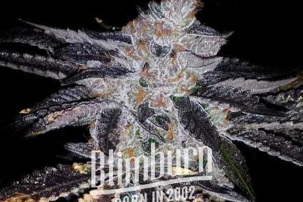 Rock Start (Blimburn Seeds) – offizielles Produktbild