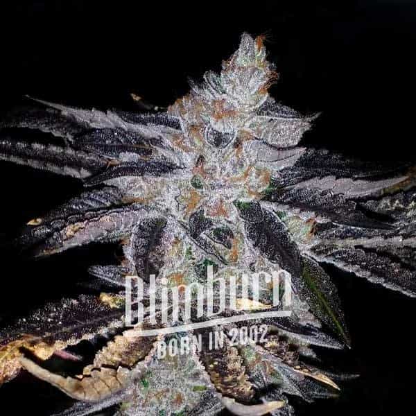 Rock Start (Blimburn Seeds) – offizielles Produktbild