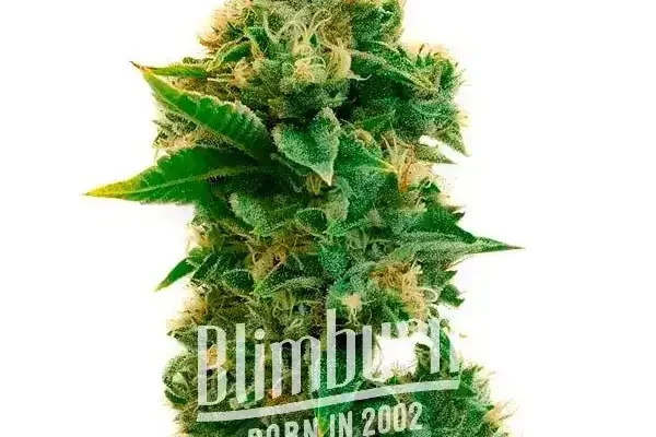 Rosenthal (Blimburn Seeds) – offizielles Produktbild