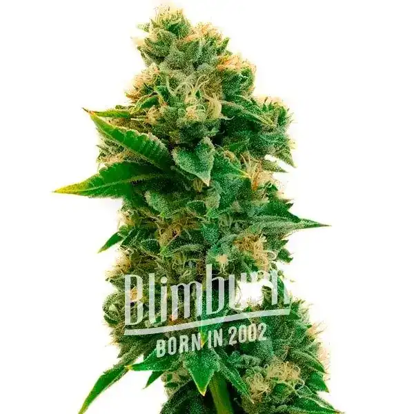 Rosenthal (Blimburn Seeds) – offizielles Produktbild