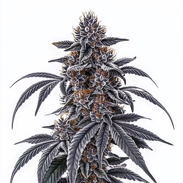 Rosetta Stone (Blimburn Seeds) – offizielles Produktbild