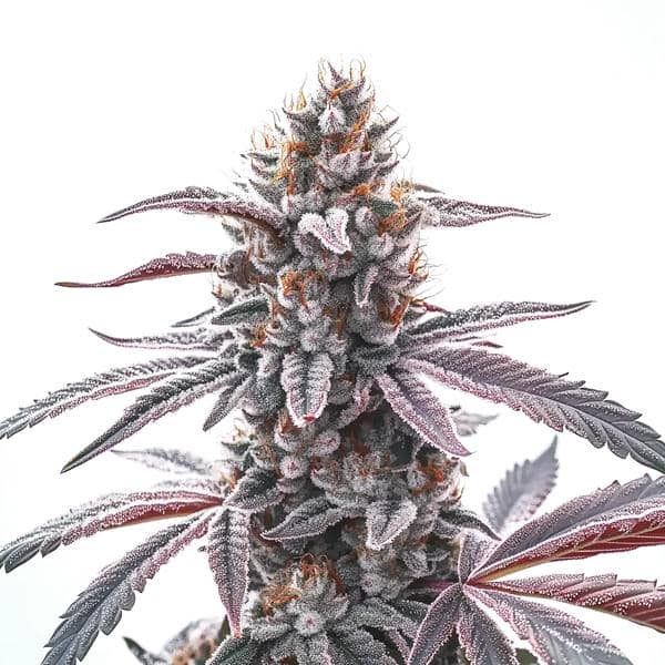 Rotten Zkittlez (Blimburn Seeds) – offizielles Produktbild