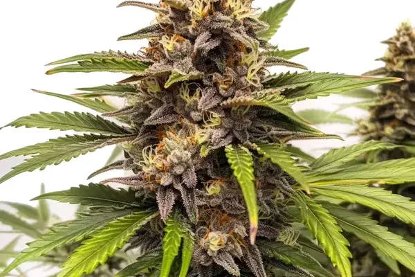 Runtz Auto (Blimburn Seeds) – offizielles Produktbild
