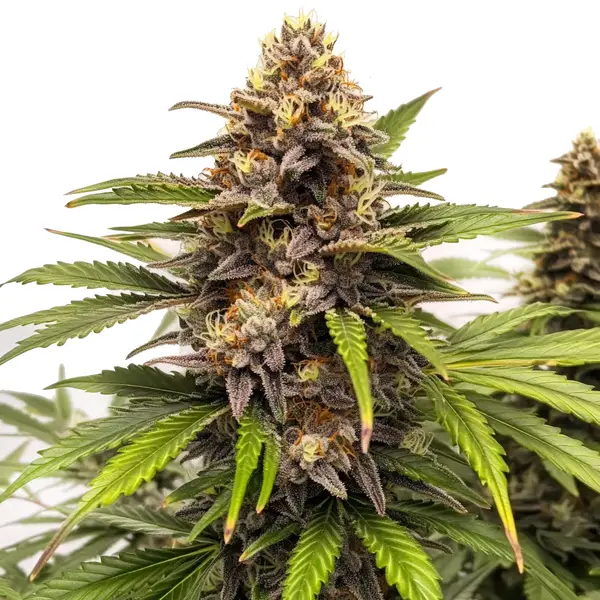 Runtz Auto (Blimburn Seeds) – offizielles Produktbild