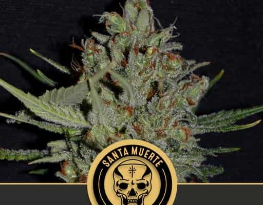 Santa Muerte FBV (Blimburn Seeds) – offizielles Produktbild