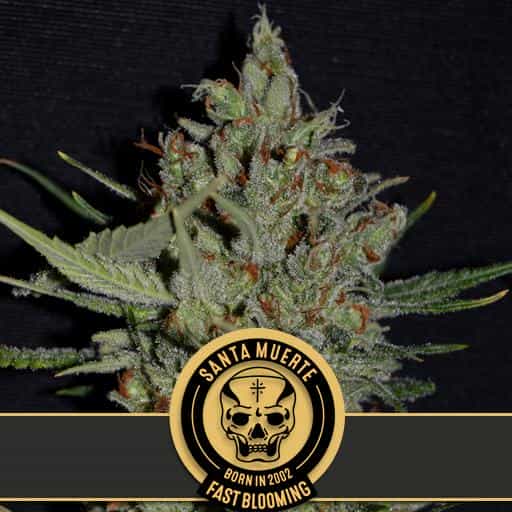 Santa Muerte FBV (Blimburn Seeds) – offizielles Produktbild