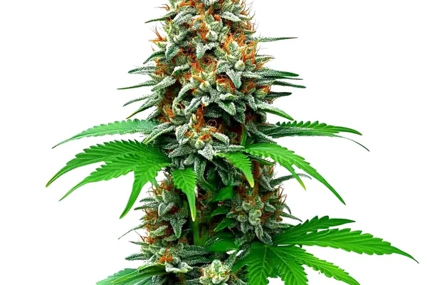 San Fernando Valley Auto (Blimburn Seeds) – offizielles Produktbild