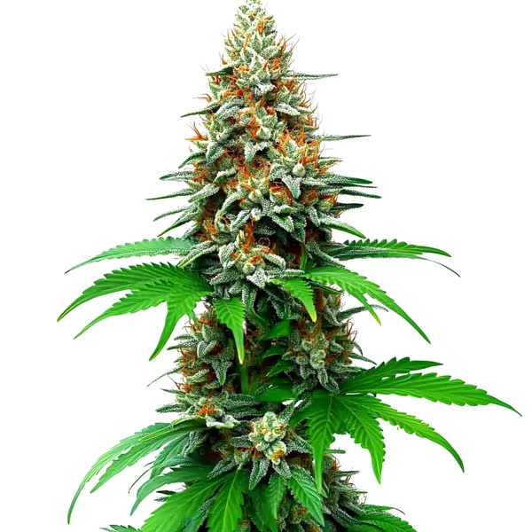 San Fernando Valley Auto (Blimburn Seeds) – offizielles Produktbild