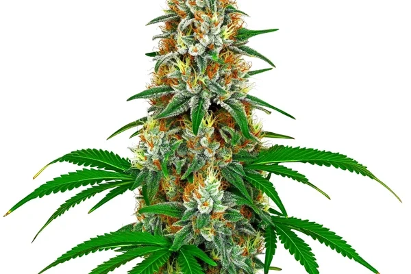 San Fernando Valley Kush (Blimburn Seeds) – offizielles Produktbild