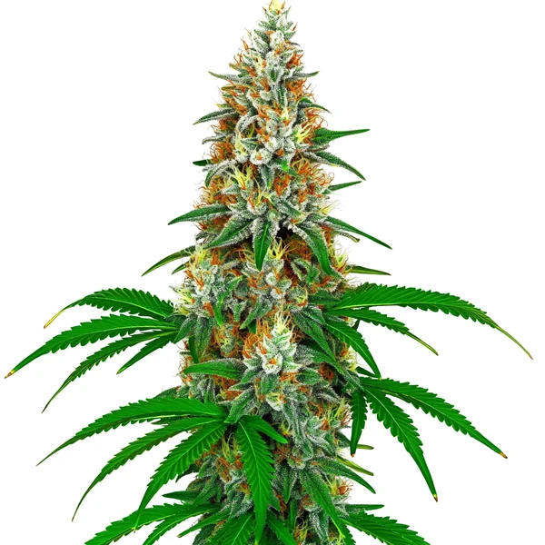 San Fernando Valley Kush (Blimburn Seeds) – offizielles Produktbild