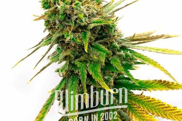 San Fernando Valley Regulär (Blimburn Seeds) – offizielles Produktbild