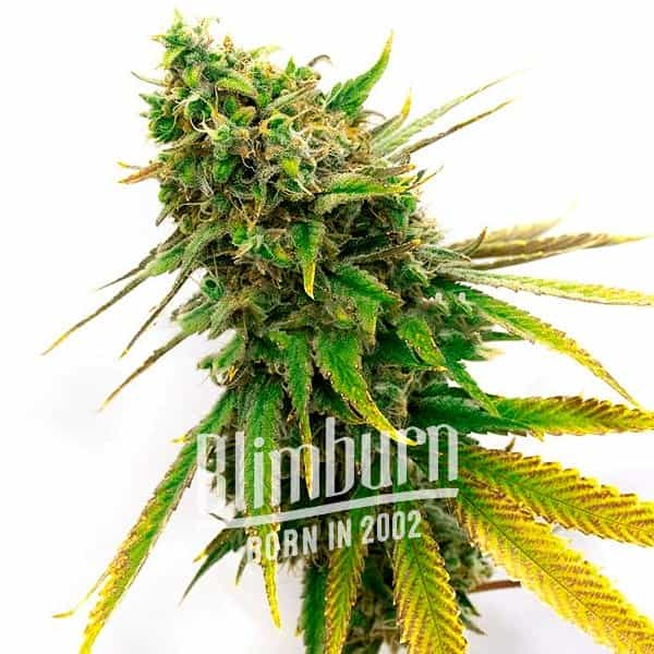 San Fernando Valley Regulär (Blimburn Seeds) – offizielles Produktbild