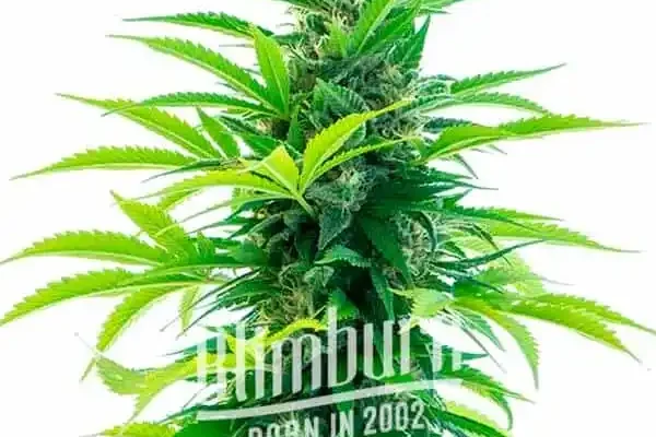 Santa Marta Haze Auto (Blimburn Seeds) – offizielles Produktbild