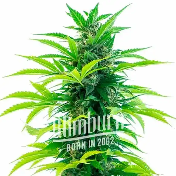 Santa Marta Haze Auto (Blimburn Seeds) – offizielles Produktbild