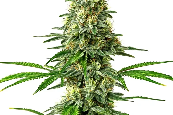 Santa Muerte (Blimburn Seeds) – offizielles Produktbild