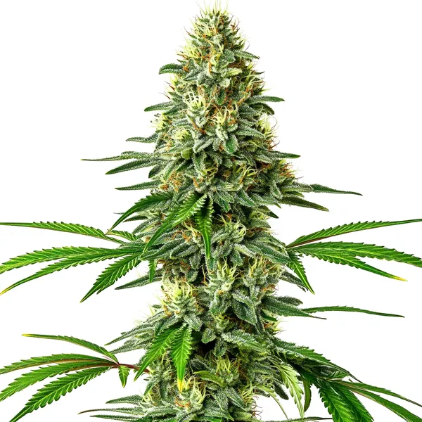 Santa Muerte (Blimburn Seeds) – offizielles Produktbild