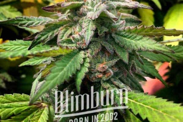 Scott OG (Blimburn Seeds) – offizielles Produktbild