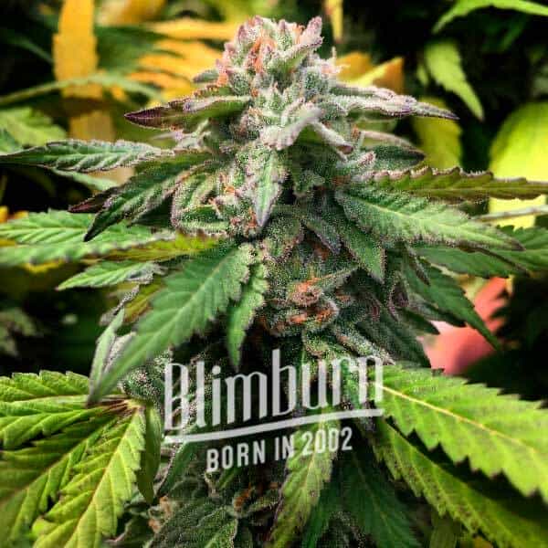 Scott OG (Blimburn Seeds) – offizielles Produktbild