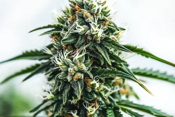 Scrambler Haze (Blimburn Seeds) – offizielles Produktbild