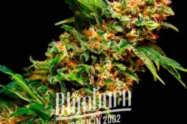 Sexxpot (Blimburn Seeds) – offizielles Produktbild
