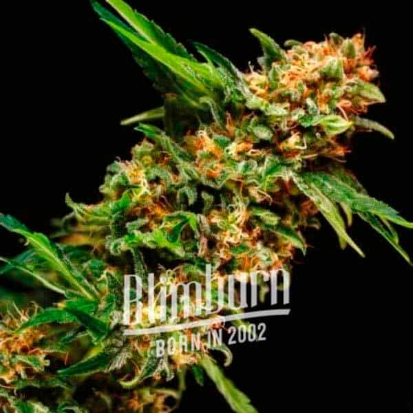 Sexxpot (Blimburn Seeds) – offizielles Produktbild