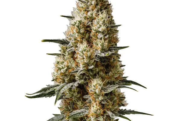 Sherbet Auto (Blimburn Seeds) – offizielles Produktbild