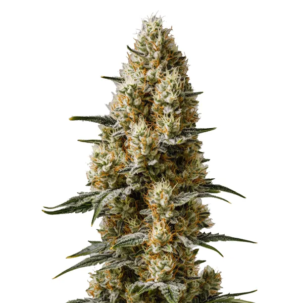 Sherbet Auto (Blimburn Seeds) – offizielles Produktbild