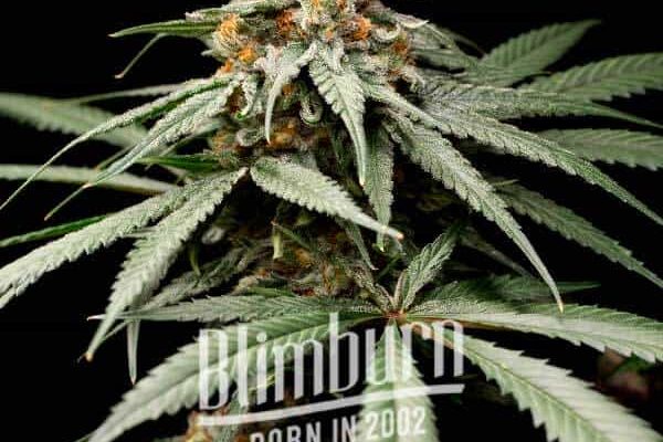 Sherbet Kush (Blimburn Seeds) – offizielles Produktbild