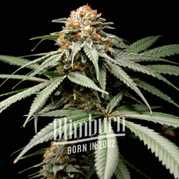 Sherbet Kush (Blimburn Seeds) – offizielles Produktbild
